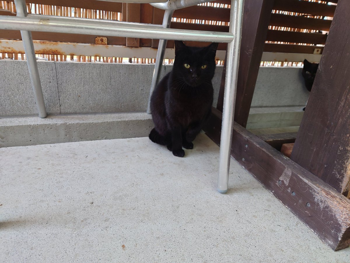 fCOJrQvWemqM2aq's tweet image. 盆栽のタコメーターが調子悪くて、元職場でSOLO2貸してもらってきた。
相変わらず穏やかに時間が流れてる場所ですなぁ。
#HA36 #SOLO2 #Trace　#黒猫