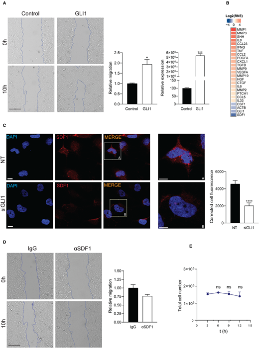 New research study from the <a href="/MFZlab/">Martin Fernandez-Zapico Lab</a> team: GLI1 interaction with p300 modulates SDF1 expression in cancer-associated fibroblasts to promote pancreatic cancer cells migration. doi.org/10.1042/BCJ202…