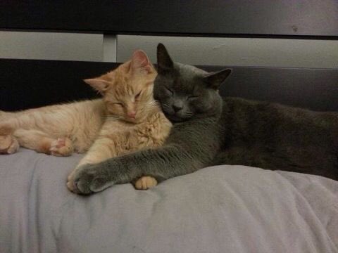 İlgi alanım sadece sen ve kediler<3