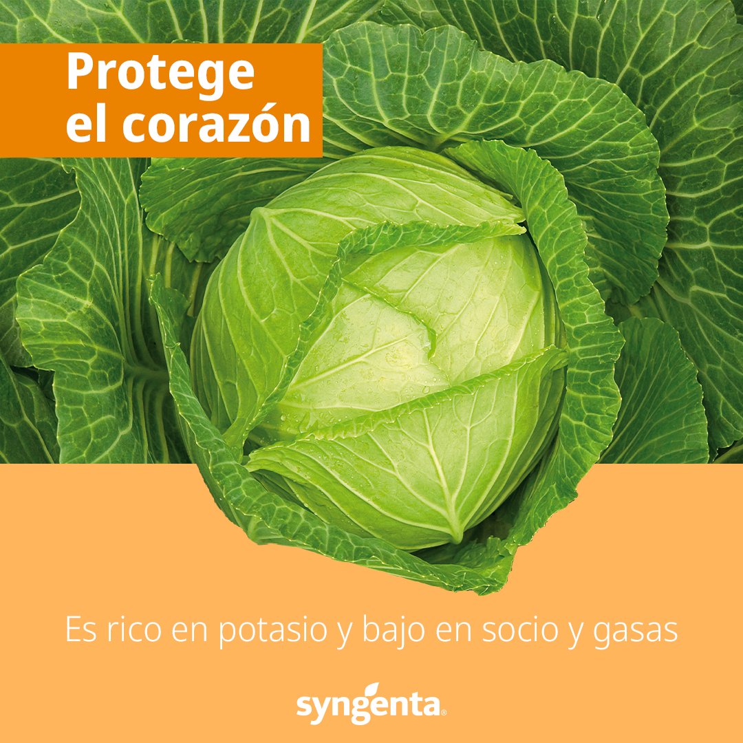 SyngentaES's tweet photo. Para hacer frente a las bajas temperaturas, el #repollo es una gran fuente de vitaminas🥗
 
 ¿Aún no conoces todo lo que te aporta esta hortaliza? 
 
 ¡Te lo contamos! 🙌
 
 #YoComoAlimentosNaturales https://t.co/OhWpI2ebwf