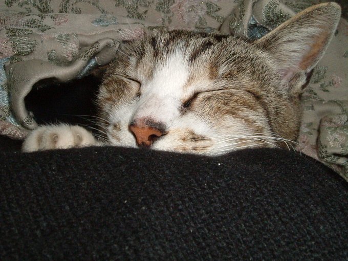 #世界猫の日 

22年中20年くらい寝てたか半寝の田舎のさくら🐱。 