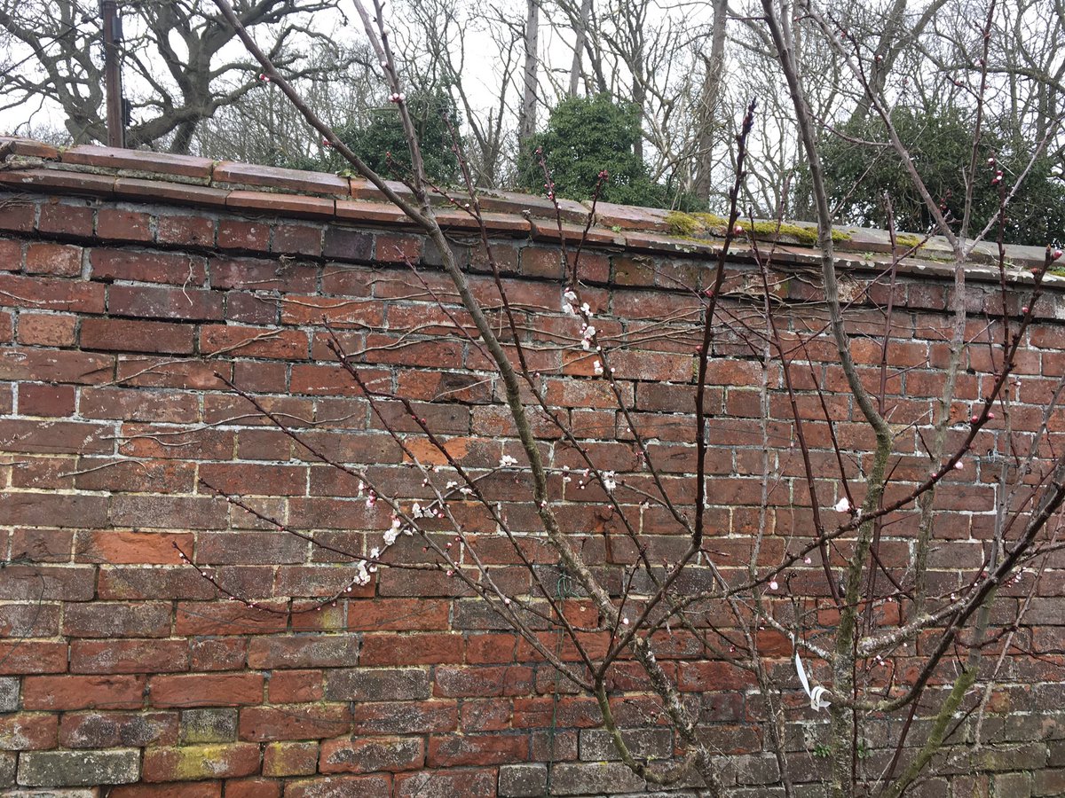 First blossom on Apricot against a south facing wall .
Lots more to come .
Late frosts often put paid to any fruit and begins 
But I can live in hope .
#gardening #fruit #trees #apricots #walledgarden