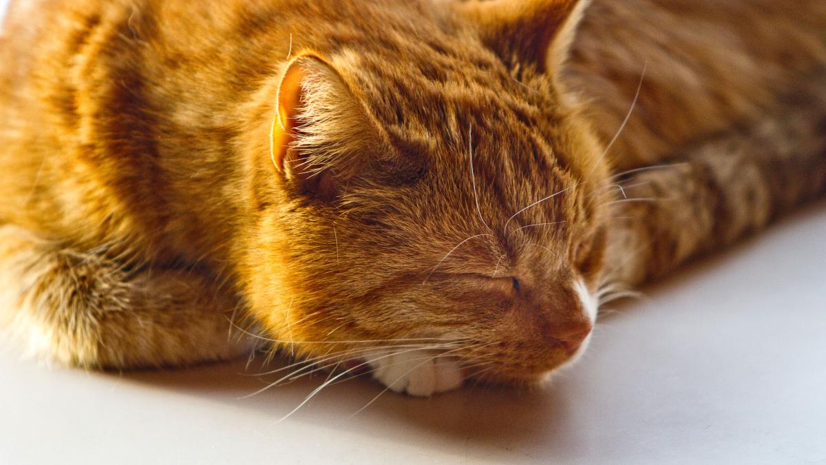 CatFoodBreath's tweet photo. Butterscotch "Jiggles" Pudding is getting in a little #TourDeCouch training while she waits for breakfast to be served.  She naps for Team Canada.  #LeTour #Blankie #Pillowton #129Days https://t.co/yu9gO0wgbi