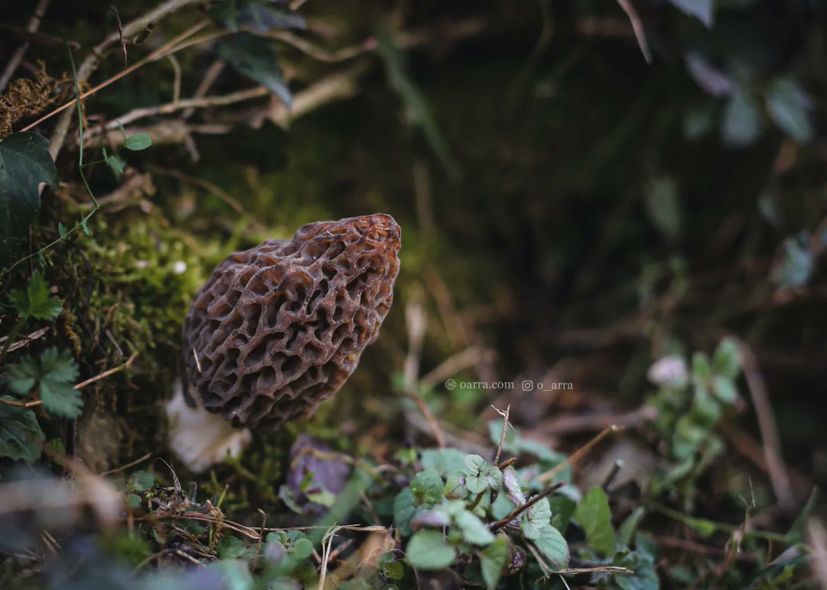 O_arra_'s tweet photo. Gucchi (गुच्छी, चेयूं )Season's first ����🍄
Or kis kis ko mili ?
https://t.co/esOWTT5rD1
#morchella
#morchellaelata
#blackmorels #fungus #mushroom #Himachal #kotkhai #chadyana https://t.co/p4I06fPnlj