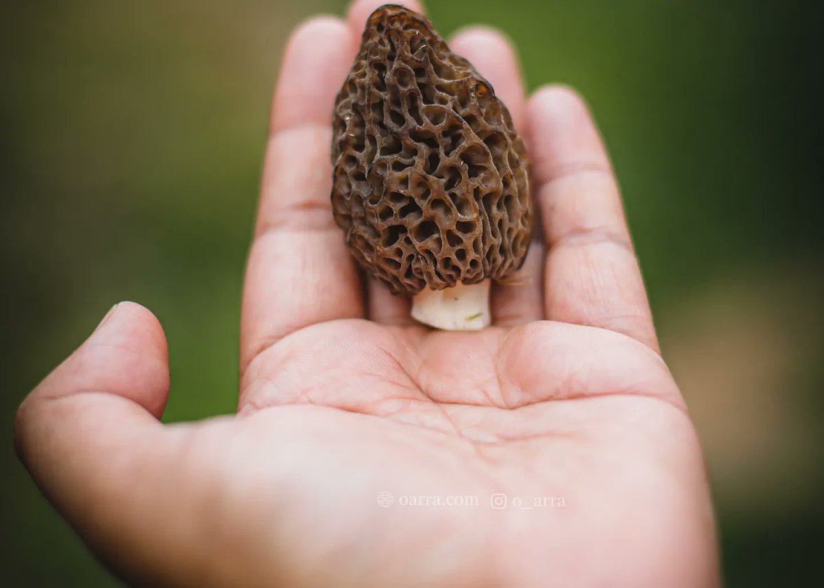 O_arra_'s tweet photo. Gucchi (गुच्छी, चेयूं )Season's first ����🍄
Or kis kis ko mili ?
https://t.co/esOWTT5rD1
#morchella
#morchellaelata
#blackmorels #fungus #mushroom #Himachal #kotkhai #chadyana https://t.co/p4I06fPnlj