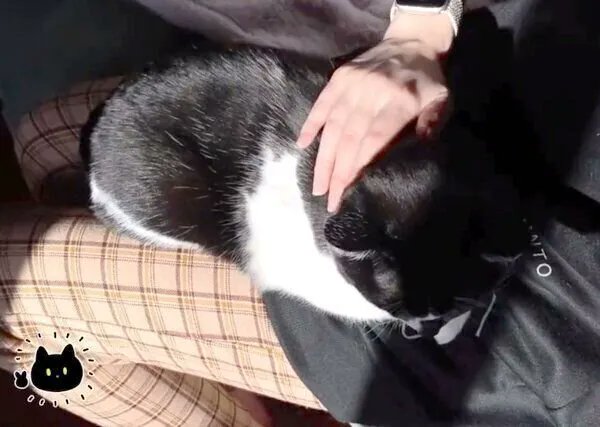 「なにをするにも遠慮がちだった元野良猫、初めて飼い主の膝の上で甘える様子にグッとく」|ごる猫 Σ(っ=ΦωΦ)っのイラスト