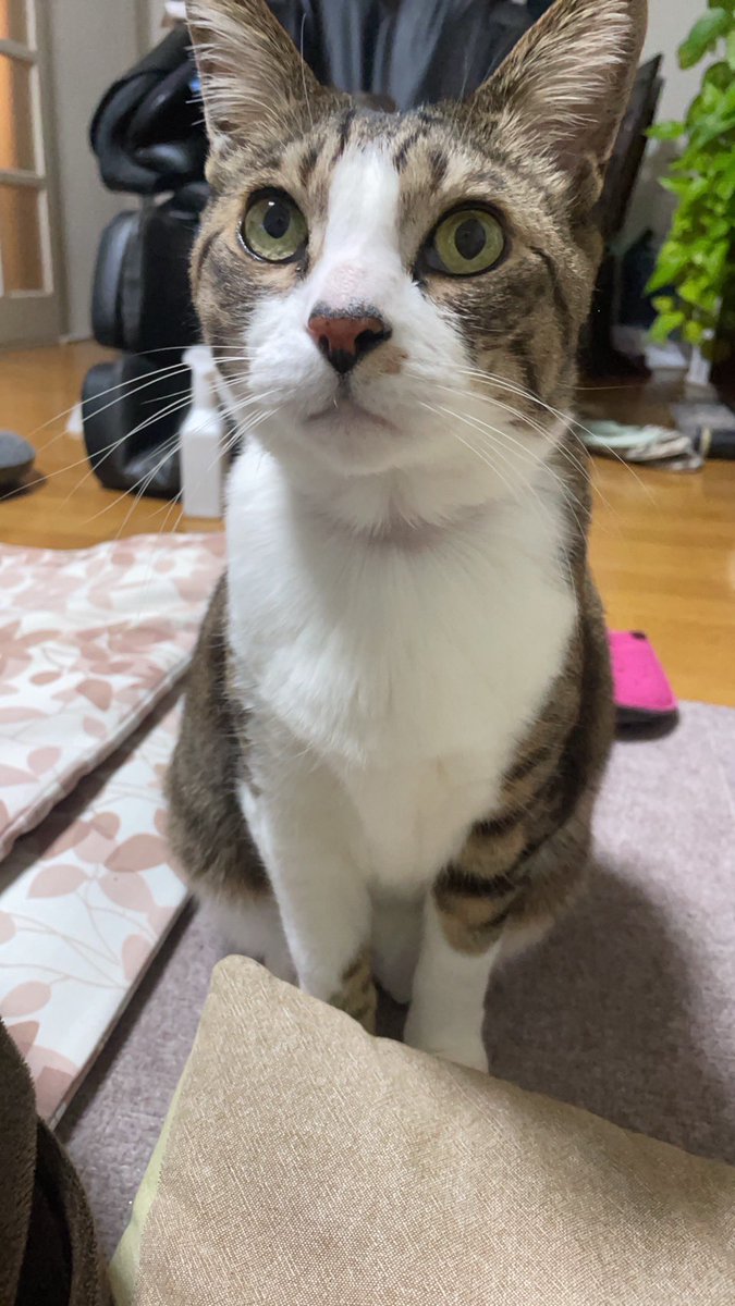 mikako106's tweet photo. 猫の日なので
ねこを。
#ネコの日 https://t.co/8yOQvYDTrB