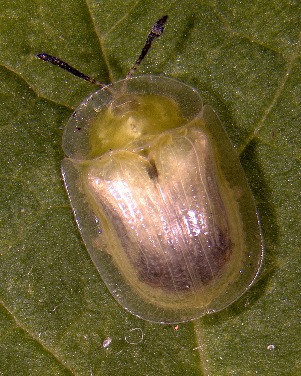 UFIFAS_IRREC's tweet photo. Tropical soda apple beetle is a species released by the #UFBiocontrol scientists and Extension agents that now manages the invasive tropical soda apple. 

#NISAW2023 #MinteerLab #QuinnLab #BioControl https://t.co/ikah1MvxO2