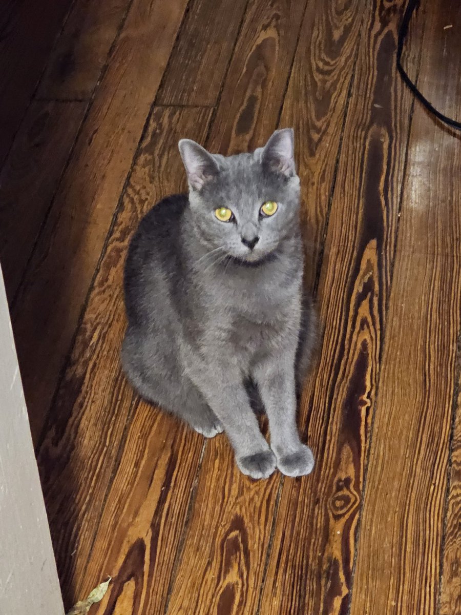 mesprime's tweet photo. Smokey is NOT impressed with the new grind and brew coffee maker sounds.. #catdat https://t.co/rl9RvVB1VG
