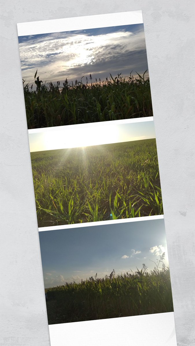 Que lindo cuando había sorgo... 😓