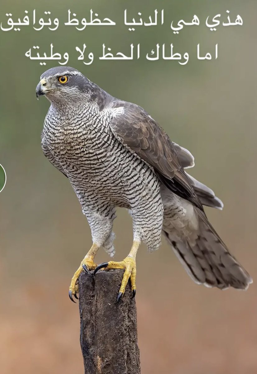 ﮼رمضان،الزهراني (@rmdanmoh) on Twitter photo 