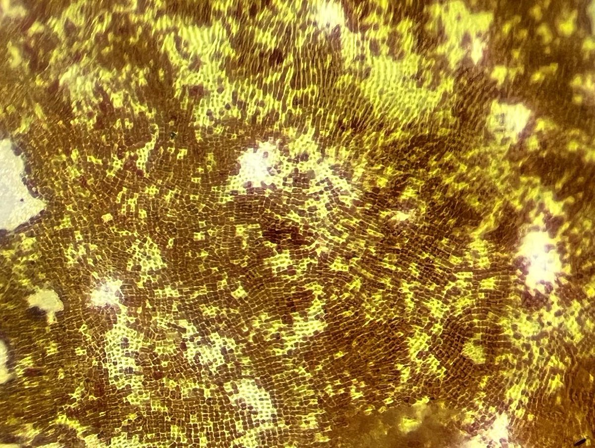 AlgaLab's tweet photo. Macroalgas antárticas 😍 🇦🇶🐧.
Hoy les presentamos el Luche antártico "Pyropia endiviifolia". Alga roja adaptada para crecer en la zona alta del intermareal, soportando condiciones extremas.
#Algas #Rhodophyta #Antarctica #ECA59 #CentroIDEAL #AlgaLAB #centroimar #ulagos #CeBiB https://t.co/dnnB9JtQe8