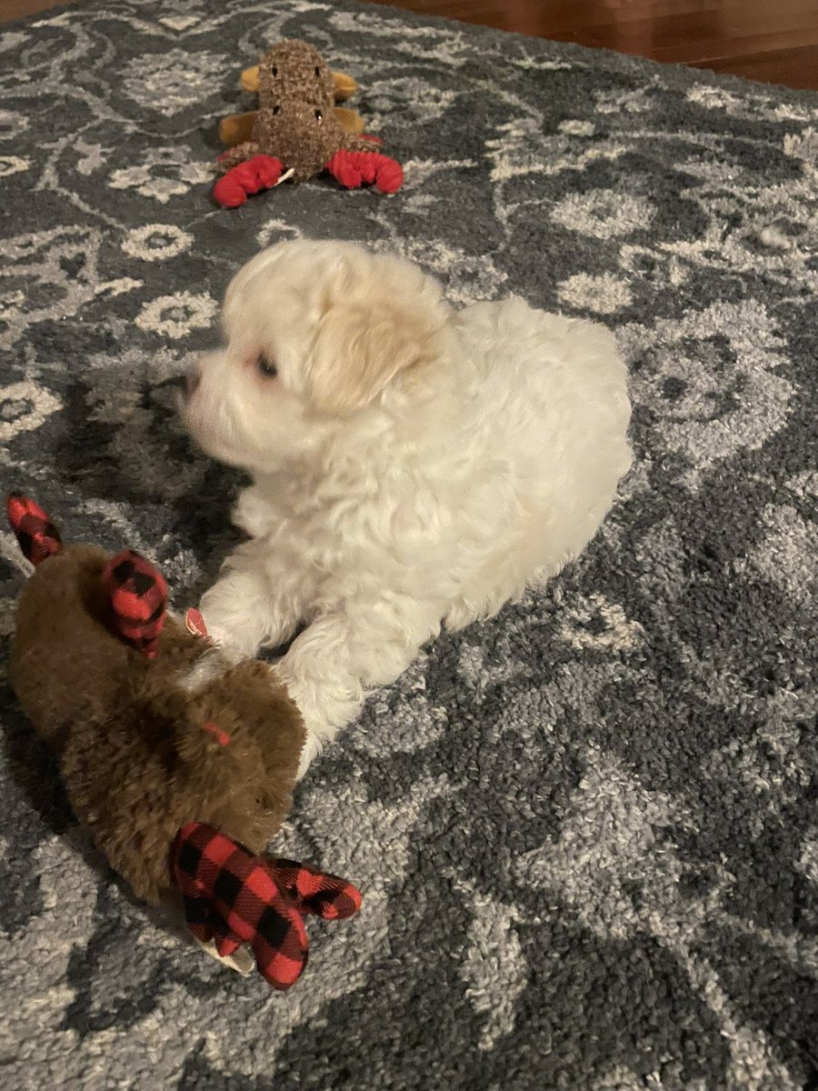 traviswcc's tweet photo. Tank needs a home. Message for price. #Maltipoo https://t.co/WAhd6Ego2e
