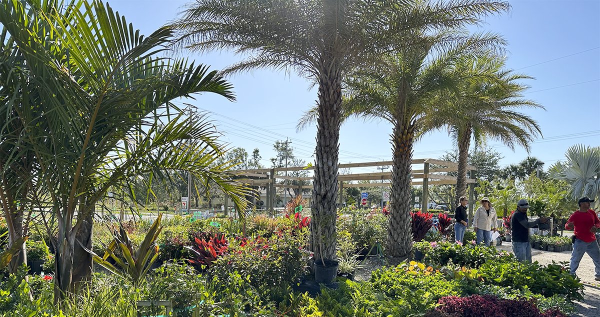 Create a tropical oasis in your backyard with our beautiful palm trees, flowering plants, and stylish planters and patio pots!🪴 
 
At JMC garden center, we have everything you need to bring life and color to your outdoor space. 
.
#JMClandscaping #Floweringplants #Patiopots