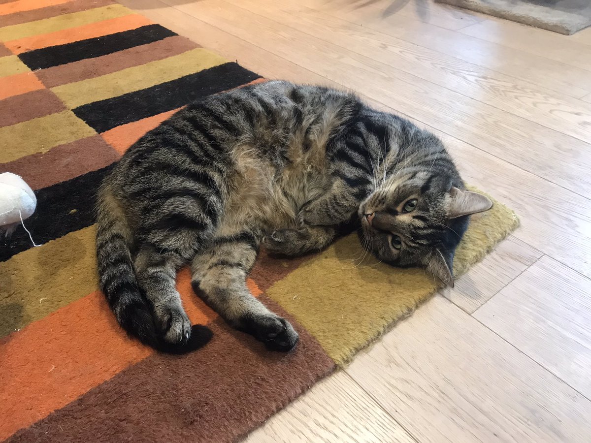 jason_tabby's tweet image. Looking a dad