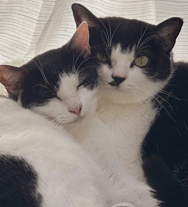 猫の日なのでうちの猫左:奇跡の一枚右:いつもの2匹叱られてるでかい猫が息子、小さい方が母親(強い) 
