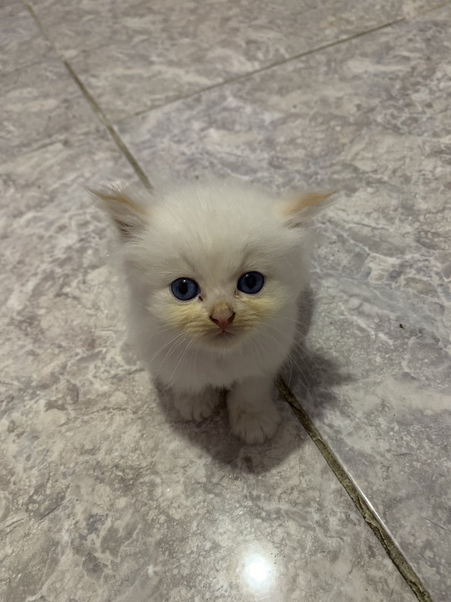 kochengfs's tweet image. 🐈‍⬛ Halo kakak2 aku si bocil antri susu kenalin namaku onel👋🏻