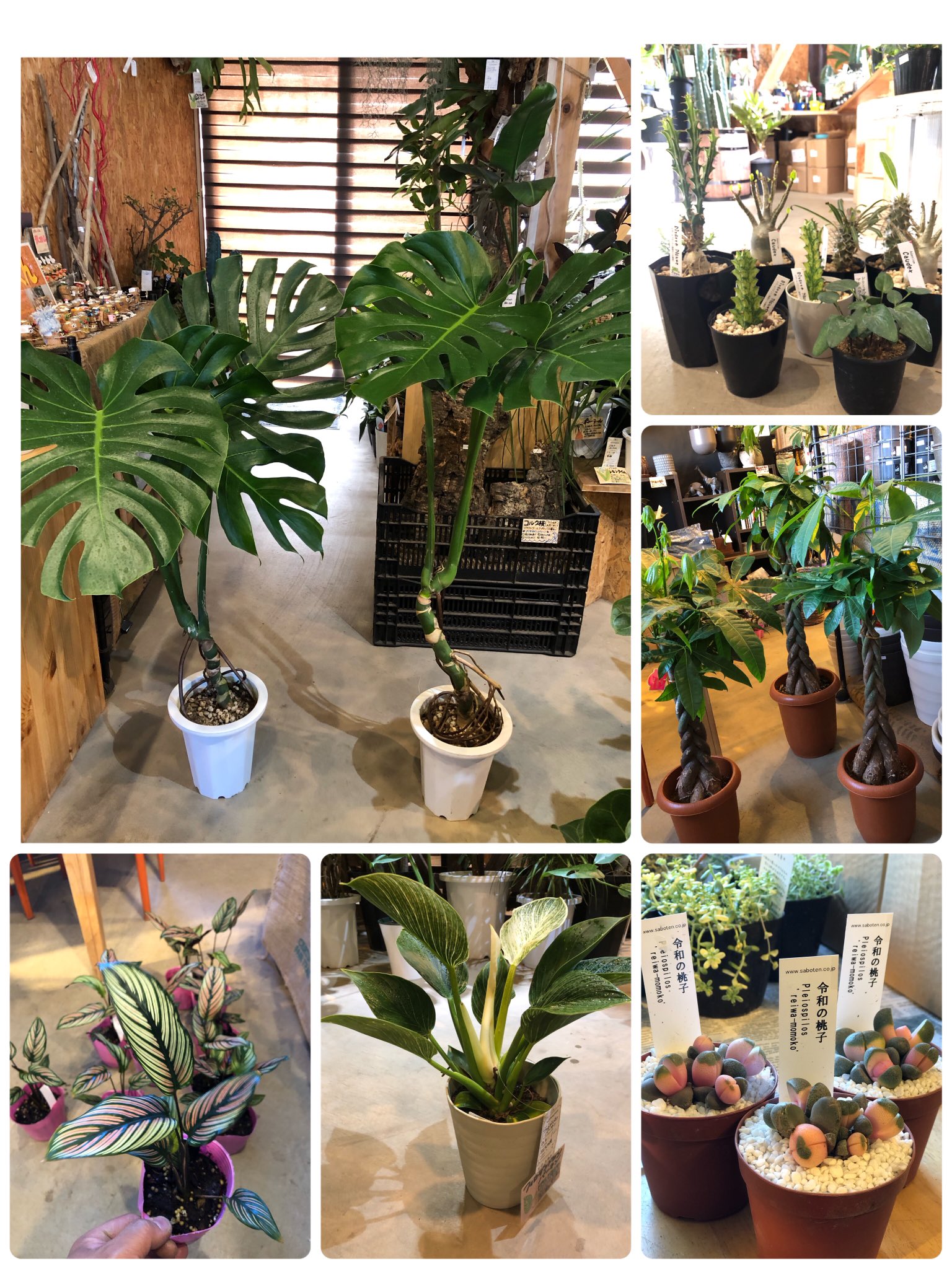 モンステラデリシオーサタウエリー斑入り1株