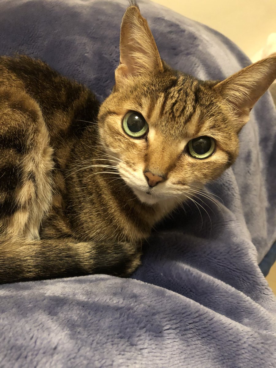kuwatime's tweet photo. 2月22日😸
一応ニャンコの日なので…
右→チャコ(16歳)『今日のアイラインどーお❓』
左→キッキ(16歳)『おなか空いた〜😿』
ニャンコずはInstagramで😽

https://t.co/lt1r1vv9X1 https://t.co/UBWSq6I3p5
