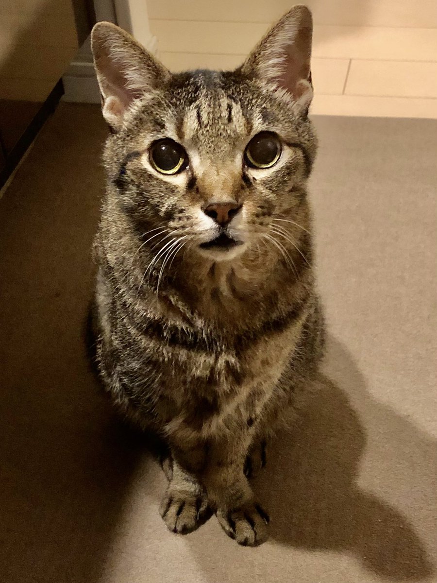 kuwatime's tweet photo. 2月22日😸
一応ニャンコの日なので…
右→チャコ(16歳)『今日のアイラインどーお❓』
左→キッキ(16歳)『おなか空いた〜😿』
ニャンコずはInstagramで😽

https://t.co/lt1r1vv9X1 https://t.co/UBWSq6I3p5
