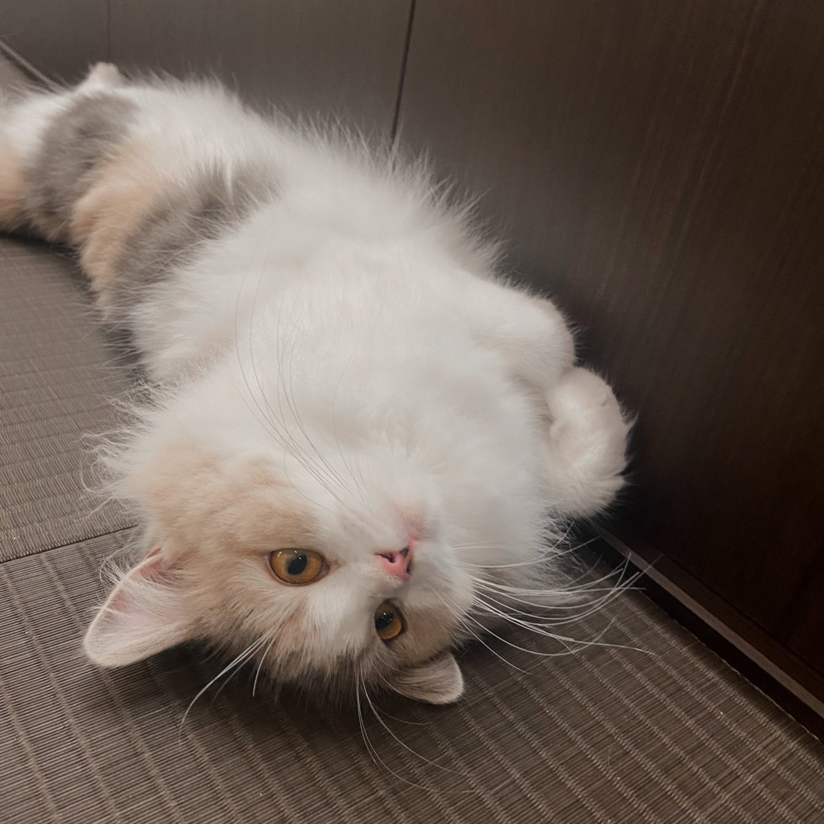 2.22 🐈⸒⸒⸒⸒ また猫カフェ行きたいナ