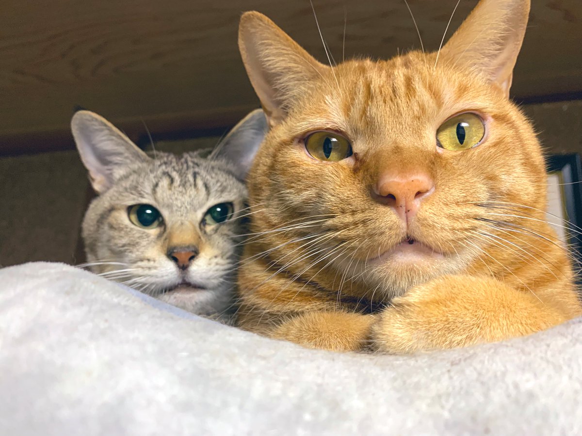 TaMu1721's tweet photo. 猫の日なので久しぶりに浮上～🐈⸒⸒⸒⸒
たわらもいくらも変わらず元気で可愛いです🙆‍♀️
#猫の日 #ねこの日 #猫をTLに流しちゃおう https://t.co/yFfZG4uBMM