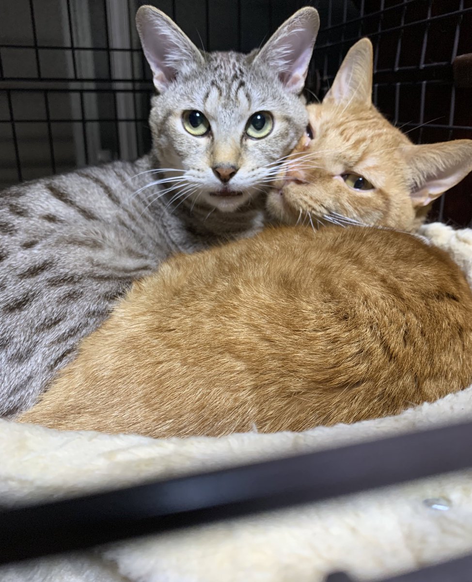 TaMu1721's tweet photo. 猫の日なので久しぶりに浮上～🐈⸒⸒⸒⸒
たわらもいくらも変わらず元気で可愛いです🙆‍♀️
#猫の日 #ねこの日 #猫をTLに流しちゃおう https://t.co/yFfZG4uBMM