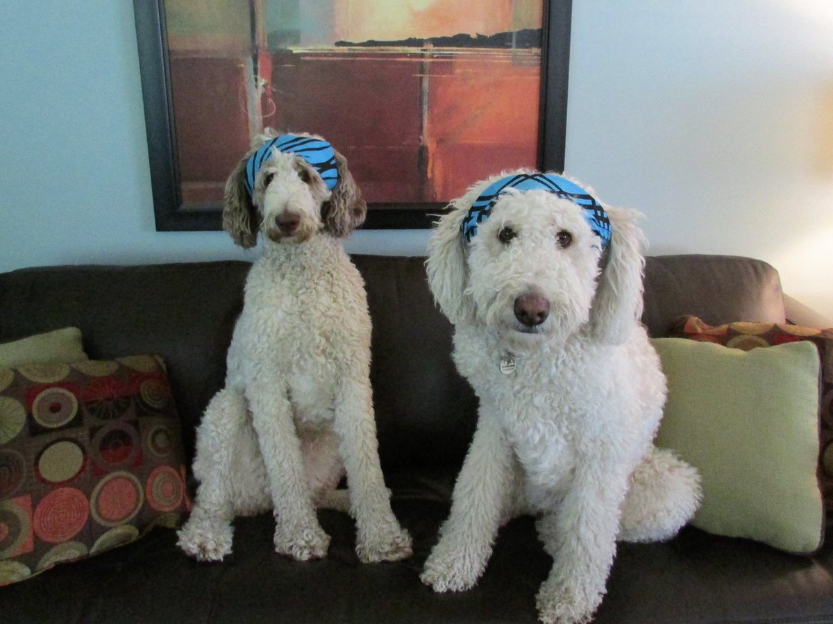 Nessa + Macie Doodle 🇨🇦 tweet media