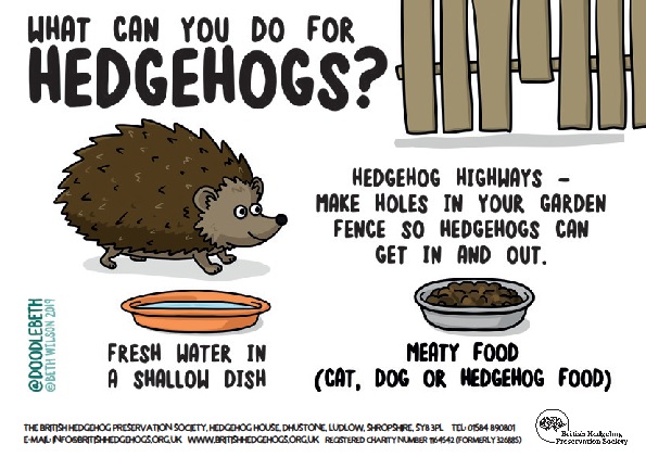 We are getting lots of early sightings of hedgehogs reported with the weather being so mild. They will be really hungry and thirsty - please help if you can.