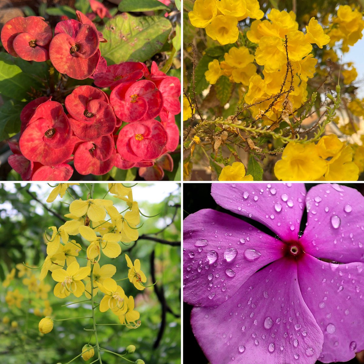 ShefVaidya's tweet image. #बसंतकेरंग #coloursofspring caught on one evening’s walk!