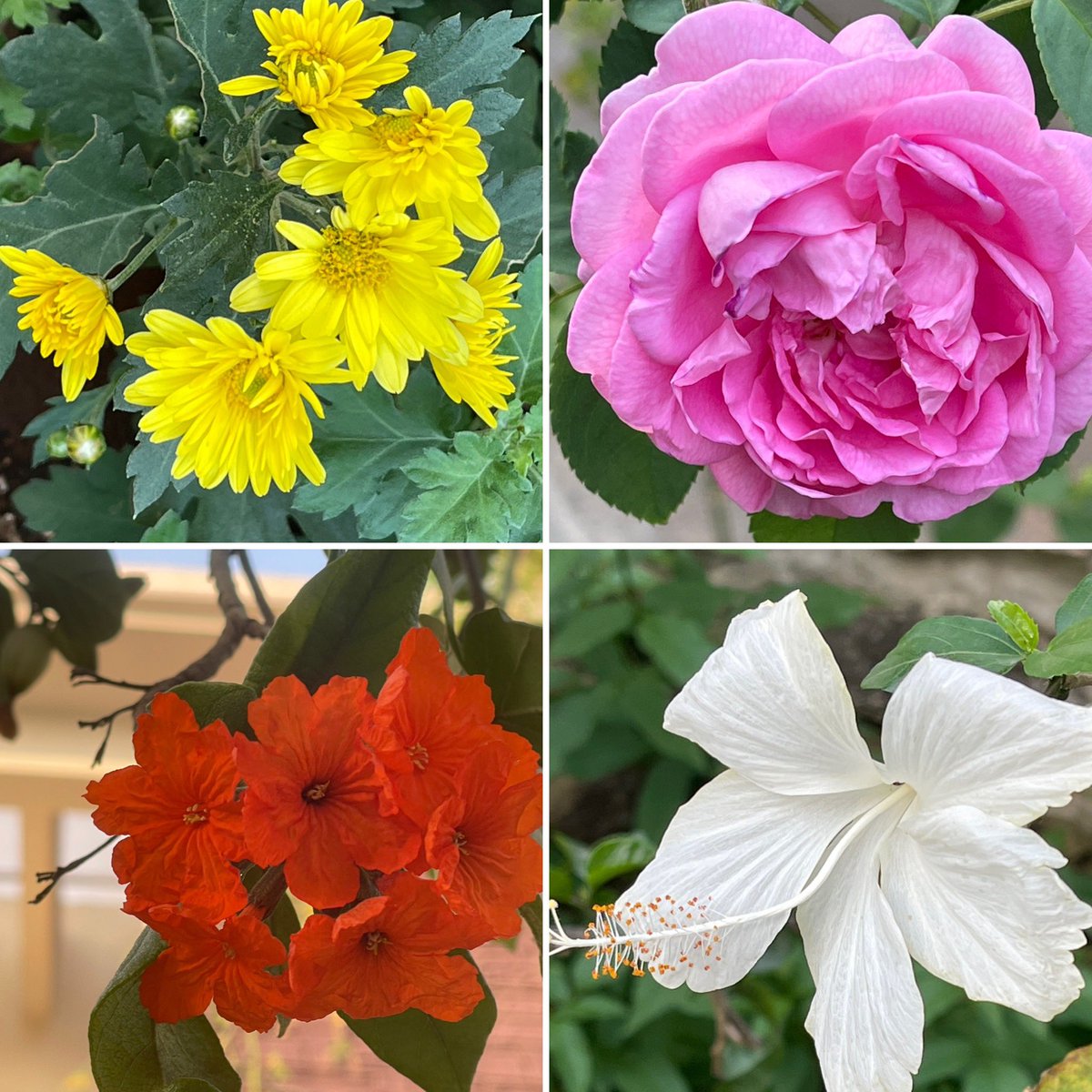 ShefVaidya's tweet image. #बसंतकेरंग #coloursofspring caught on one evening’s walk!