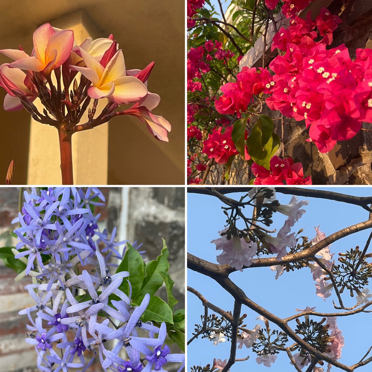 ShefVaidya's tweet image. #बसंतकेरंग #coloursofspring caught on one evening’s walk!