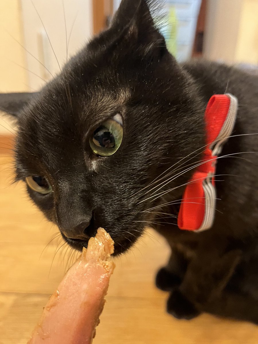 nekosui_lv99's tweet photo. 本日猫の日！
そしてスーパー猫の日から始めたTwitterも、はや一年。
気まぐれな書き込みにお付き合い下さる皆様、生き甲斐をくれる猫様、本当にありがとう💕
お友達から頂いた、鰹スティックをご賞味！はじめてでドキドキな2匹が尊いょ……😻

#猫の日2023 #猫好きさんと繋がりたい #猫 https://t.co/cyPx7QmDDx