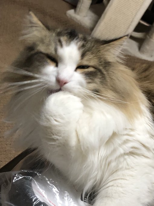 猫の日なので実家猫ちゃ🐈 