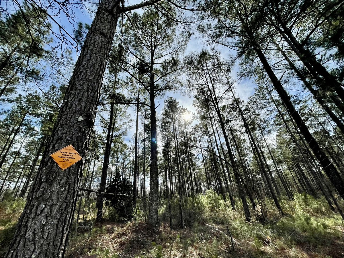 It was a beautiful day for a tour of silvicultural practices at the Clemson Experimental Forest. <a href="/ClemsonCAFLS/">Clemson CAFLS</a>