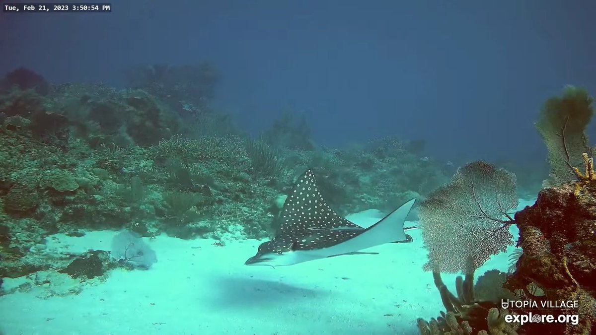 Utopia Village on Twitter "Photo of the Day Beautiful Spotted Eagle Ray coming in to feed 
