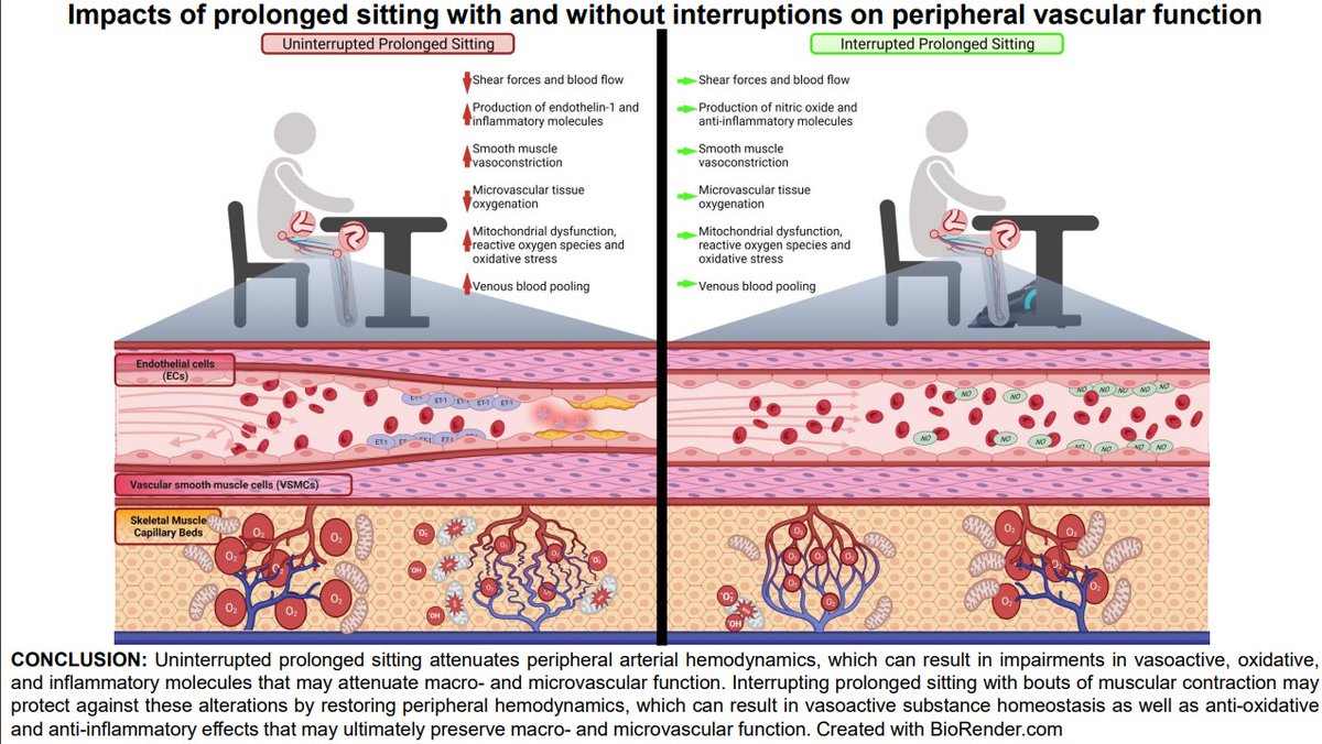 japplphysiol's tweet image. #ArticlesInPress “Prolonged sitting and peripheral vascular function: potential mechanisms and methodological considerations” Elizabeth J. Pekas, et al. 
ow.ly/qVqq50MUleu
#JAPPL #ProlongedSitting @UNOmaha