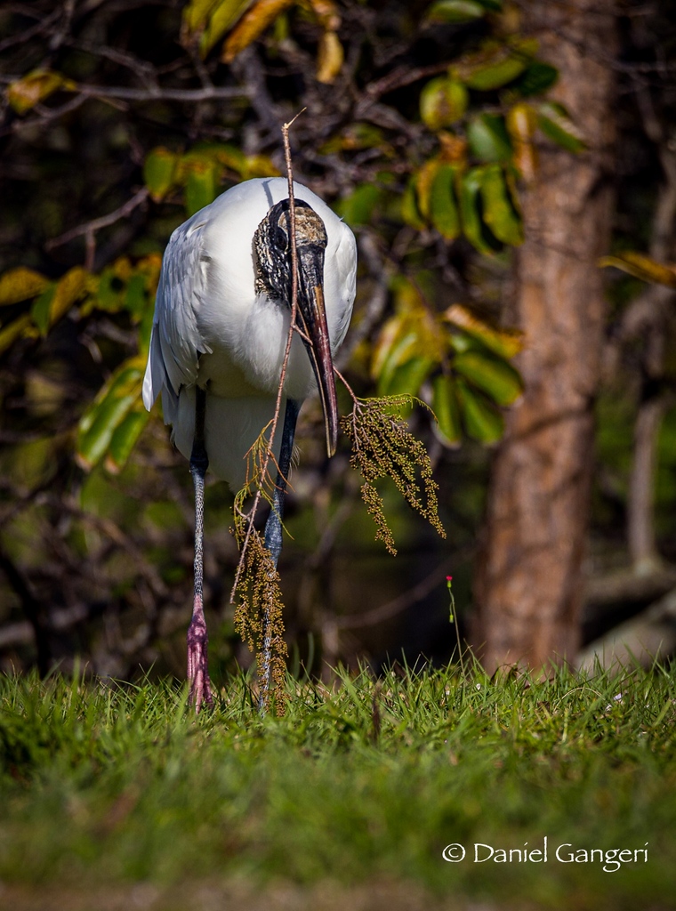 It is that time of year again, nesting season!! And, oh boy, were the birds busy getting their nesting materials!! This wood stork was nice enough to land for a quick photo-op right next to me before heading back to the nest to drop off his nice branch. #woodstork #birdphotos