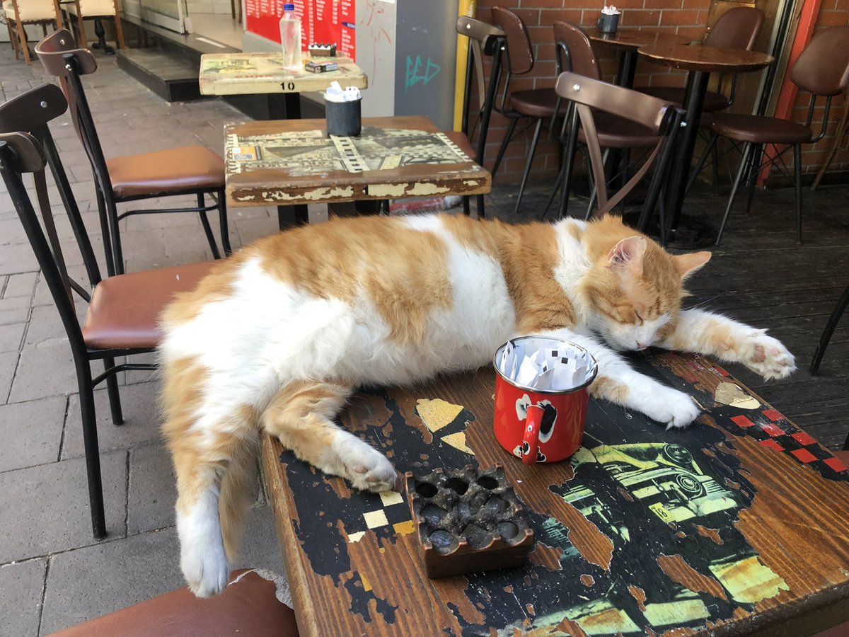 Saçmalama ne yorulması😿