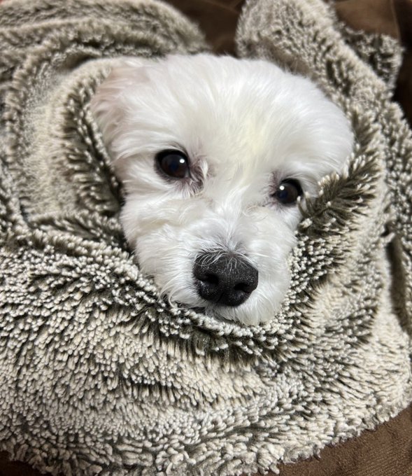 Twitterのコスプレ画像23