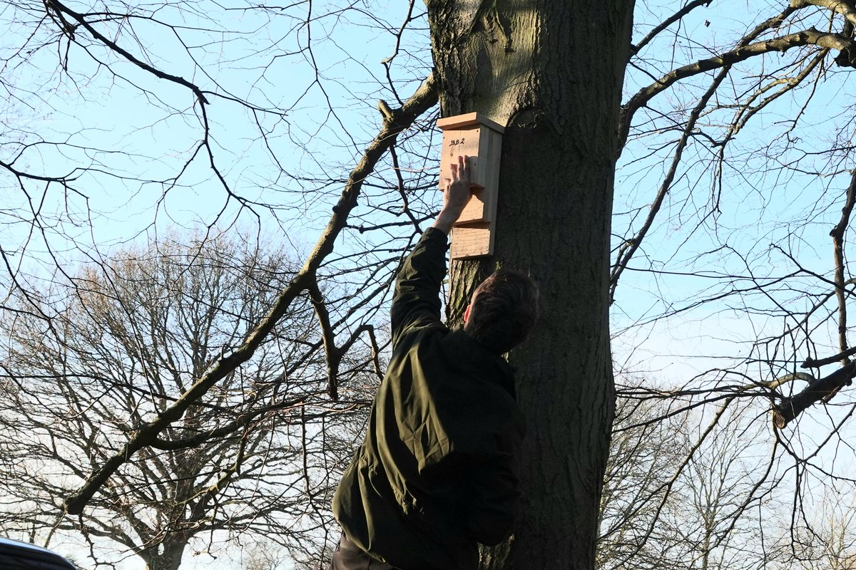 Jack W. from Althorp's conservation team positions a new bat box before securing it.
Jack constructs all the bird & bat boxes on the estate.
We have a healthy bat population across the estate especially around the lake & parkland.
Conservation@althorp.com #bats #Althorpestate