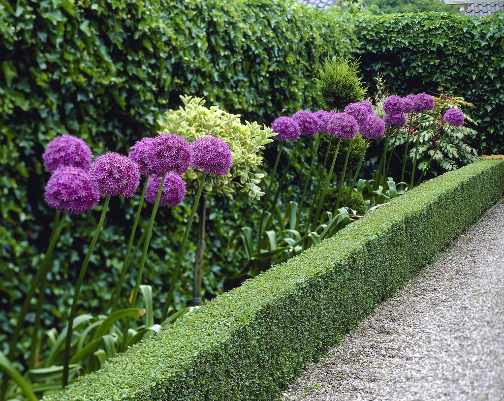 Een laag hegje is mooi als omlijsting van vakbeplanting of langs een terras, pad of oprit.    7 soorten #haagplanten voor een lage haag op een rij > directplant.nl/tuintips/lage-…