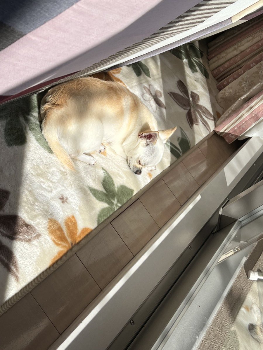 LINE26117124's tweet photo. 今日のプリン🐶
ママが帰ってきたのに、来ない、
と思って必死で探したら、
日向ぼっこ＆熟睡してました☺️
カワイイから許す😍
#チワワ
#犬のいる幸せ https://t.co/W1rf9fI28b