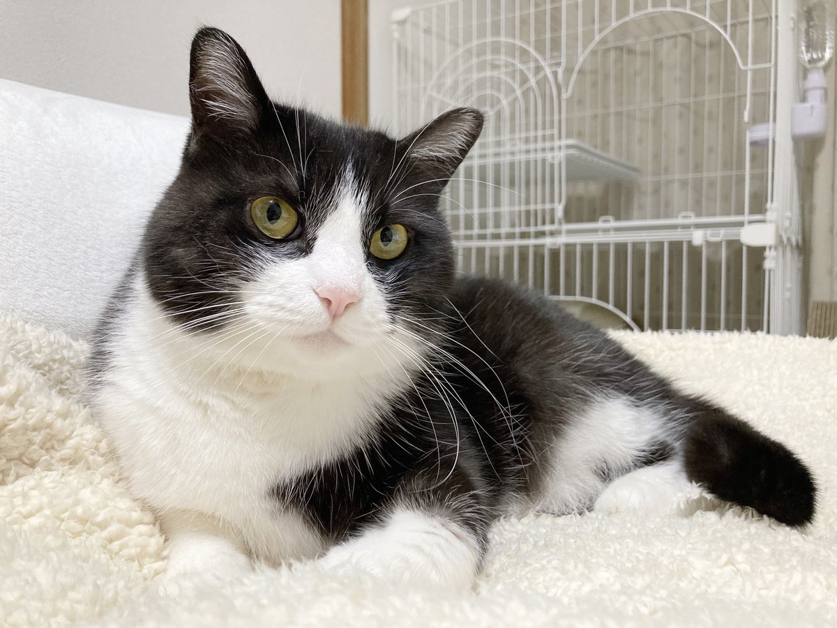 sympa0610's tweet image. にゃんにゃんにゃんの瞬間
#猫の日 
#毎日が猫の日