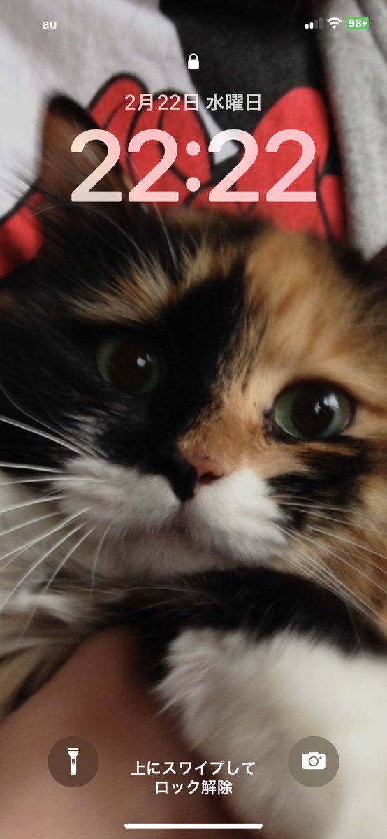 猫の日…毎日だけど。
#猫の日