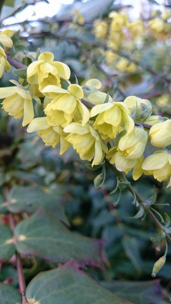 Mahoniestruik (Mahonia) bloeit van ongeveer januari tot in maart met gele bloemen in trossen. De bloemen geuren zoet en trekken al vroeg in het seizoen bijen en insecten aan. Een opvallende wintergroene struik!