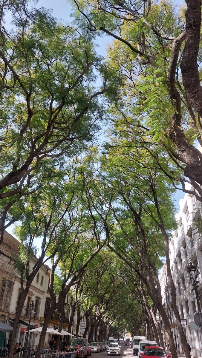 LasCosasDeJerez's tweet photo. Las cinco estaciones de Jerez: primavera, verano, otoño, invierno y la calle Porvera. https://t.co/JyenCcXxVs