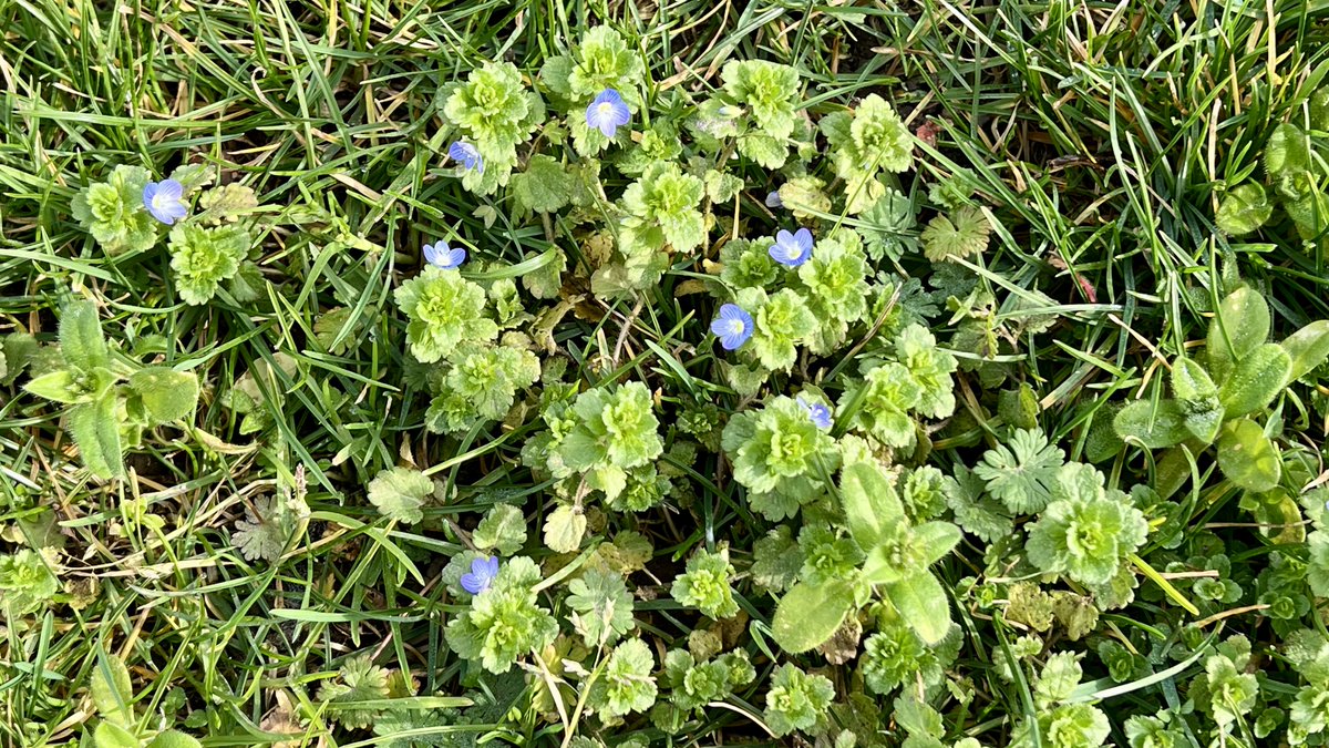 Vandaag in de stad Maastricht aan de Groene Loper de eerste Ereprijsjes zien bloeien. Doet je verlangen naar een mooie lente. floravannederland.nl/planten/gewone… #plantkracht #stadsflora @CNMEMaastricht @urbane_natuur