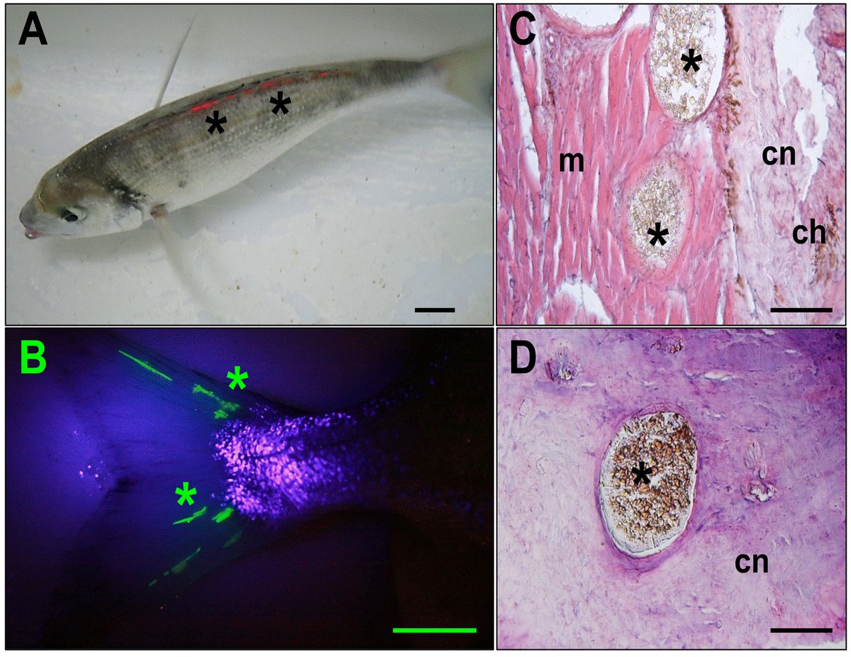 BornTorrijos's tweet photo. Last chapter of @ShiraBeest PhD thesis is out!! Check how to tag gilthead seabream with visible implant elastomers for efficient individual identification during experiments🐟
https://t.co/GE06DKh0KE https://t.co/NXdxQtsaym