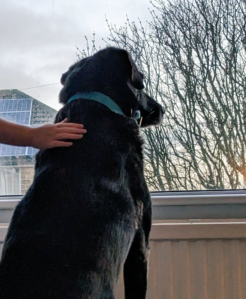 DogCalledBlake's tweet photo. It's my 10th Birthday today!!! 🎉
I've had a lovely day watching the birds with small human, lounging on my pawrents bed, eating jumbones &amp; had a special tea! 😋 xx https://t.co/cuYh9WqqWl